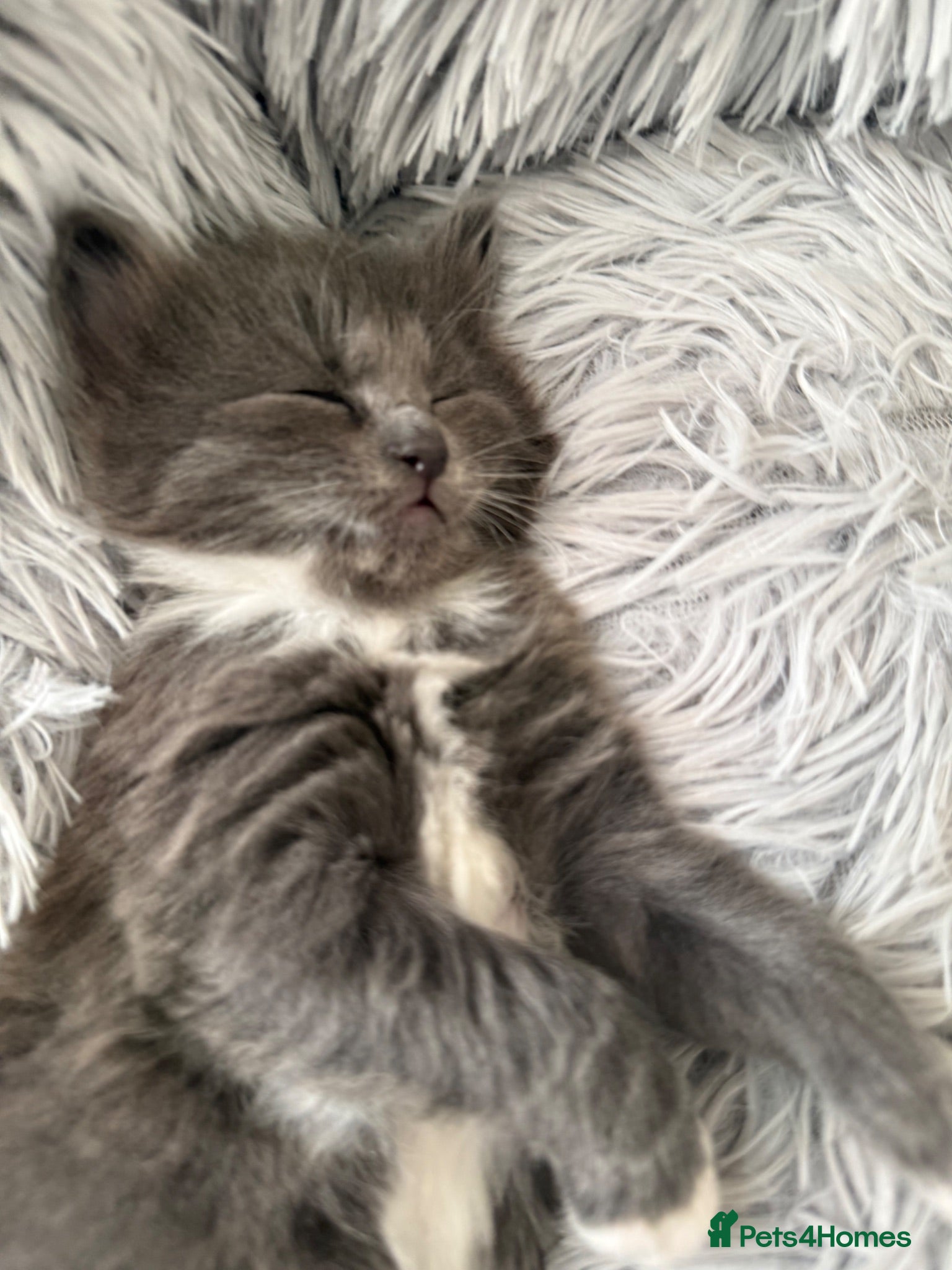 British Shorthair cats Kittens - Advert 1