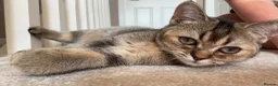 British Shorthair cats for sale: British shorthair  - Advert 2