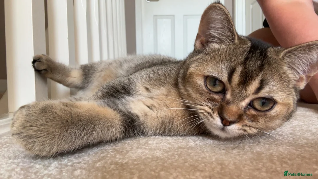 British Shorthair cats for sale: British shorthair  - Advert 2