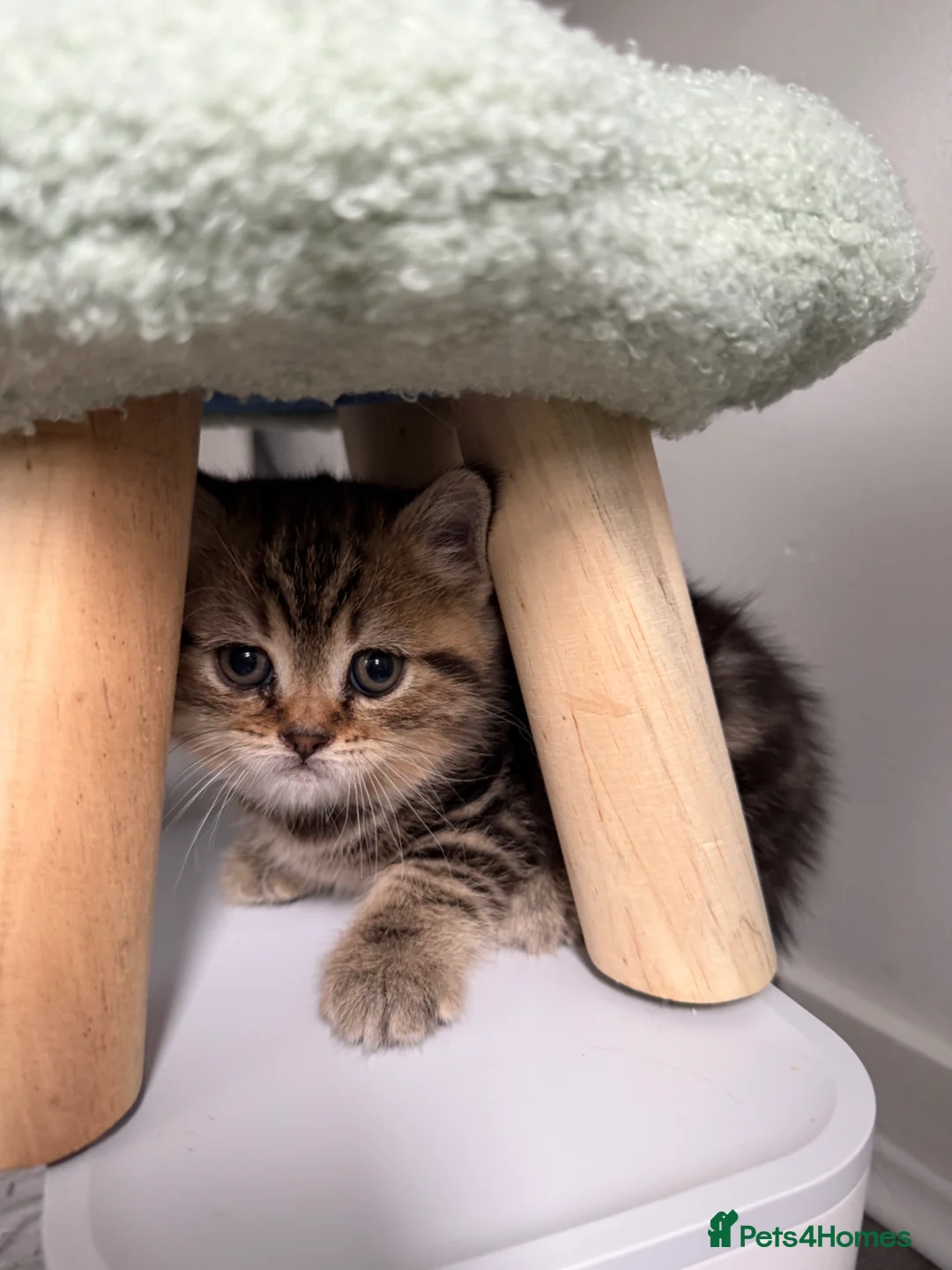 British Shorthair cats for sale: ✨ Scottish Fold x British Shorthair Kittens 🐾✨   - Advert 6