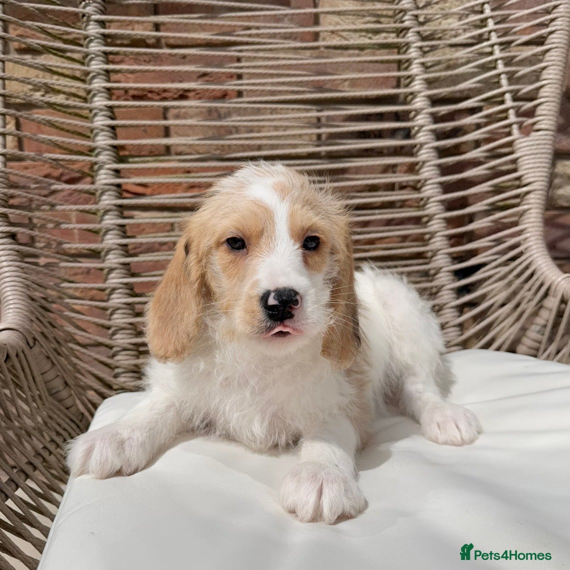Mixed Breed dogs for sale: ⭐️⭐️Poogle Puppies (Beagle x Miniature Poodle)⭐️⭐️ - Advert 6