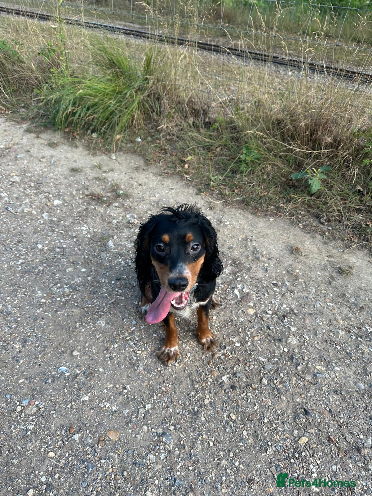 Cocker Spaniel dogs Loving crazy Cocker Spaniel - Advert 8