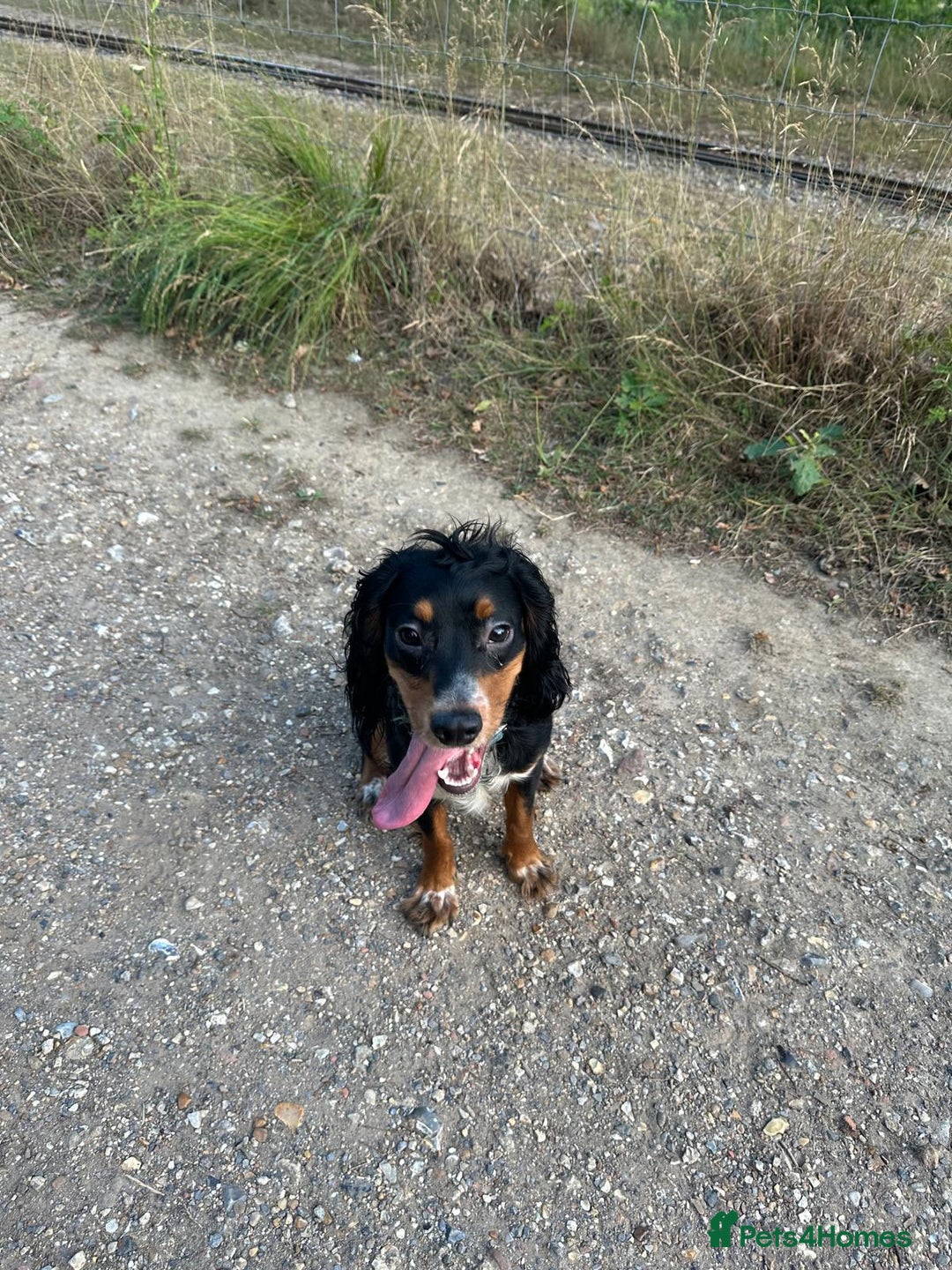 Cocker Spaniel dogs for sale: Loving crazy Cocker Spaniel - Advert 1