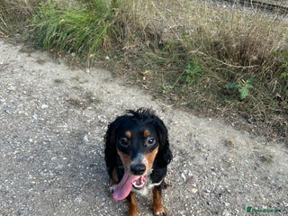 Cocker Spaniel dogs Loving crazy Cocker Spaniel - Advert 1