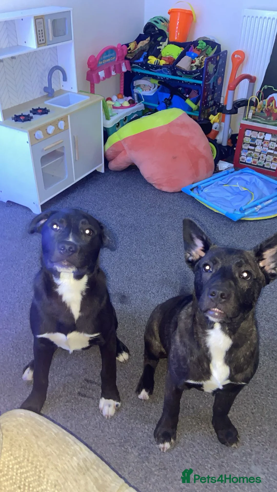 Mixed Breed dogs for sale: 2x male mixed breeds - Advert 3