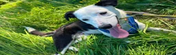 Mixed Breed dogs for adoption: Meet Avanna, currently residing in Cheshire  - Advert 5