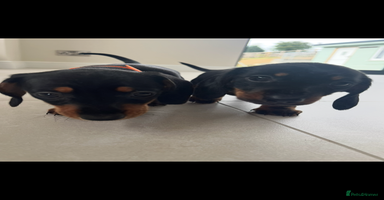 Miniature Dachshund dogs - Advert 2