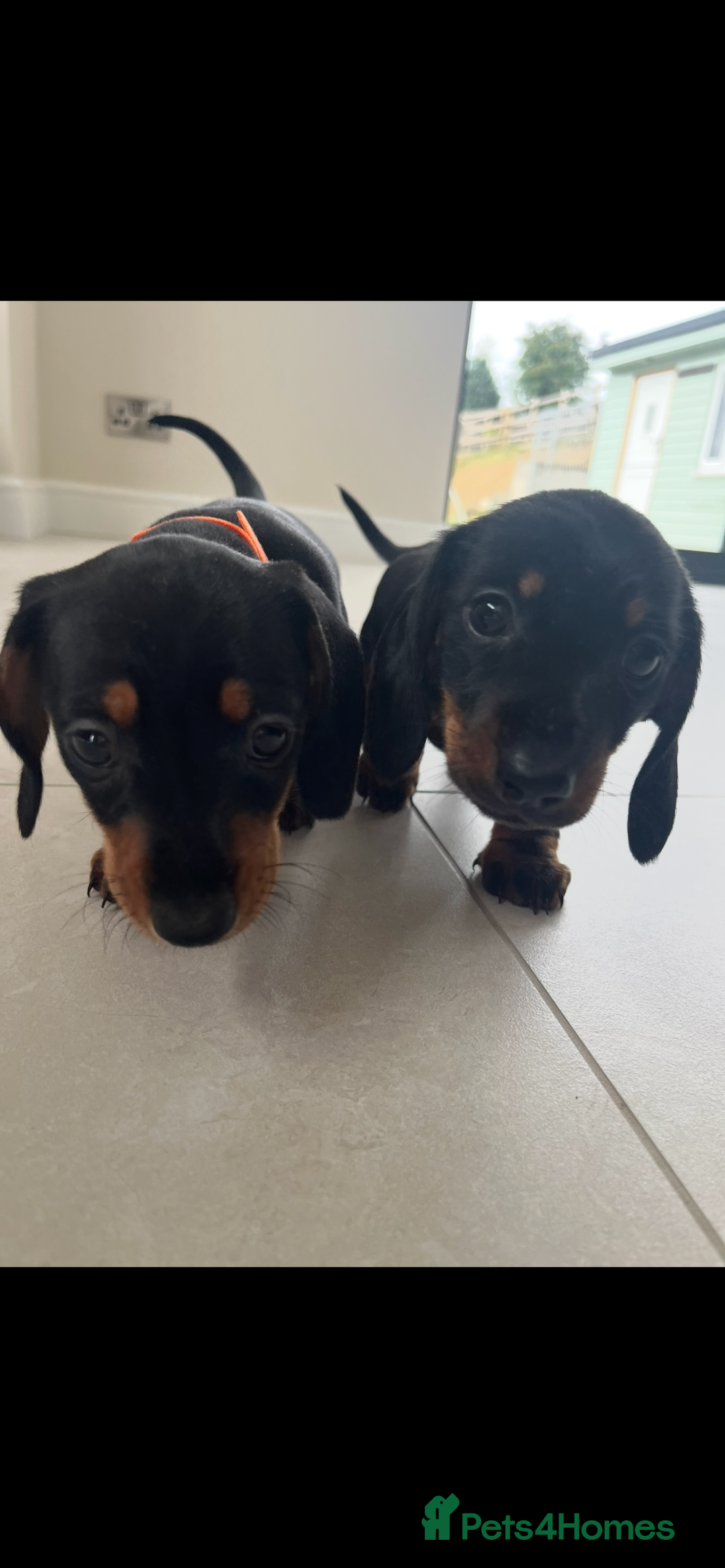 Miniature Dachshund dogs for sale: One beautiful Beautiful girl left  💜🐶  - Image 3