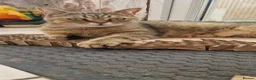 British Shorthair cats for sale: British Shorthair Brother & Sister Kittens - Advert 9