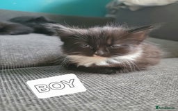 Mixed Breed cats for sale: 5 Beautiful kitten for sale - Image 2