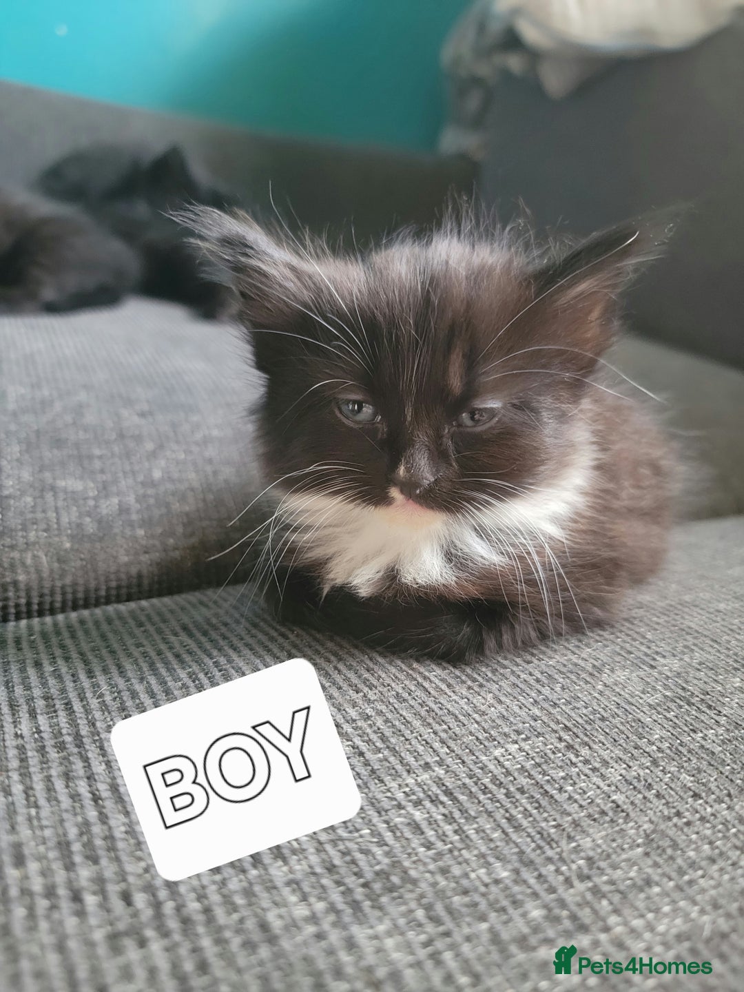 Mixed Breed cats for sale: 5 Beautiful kitten for sale - Image 2