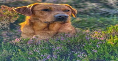 Labrador Retriever dogs - Advert 13