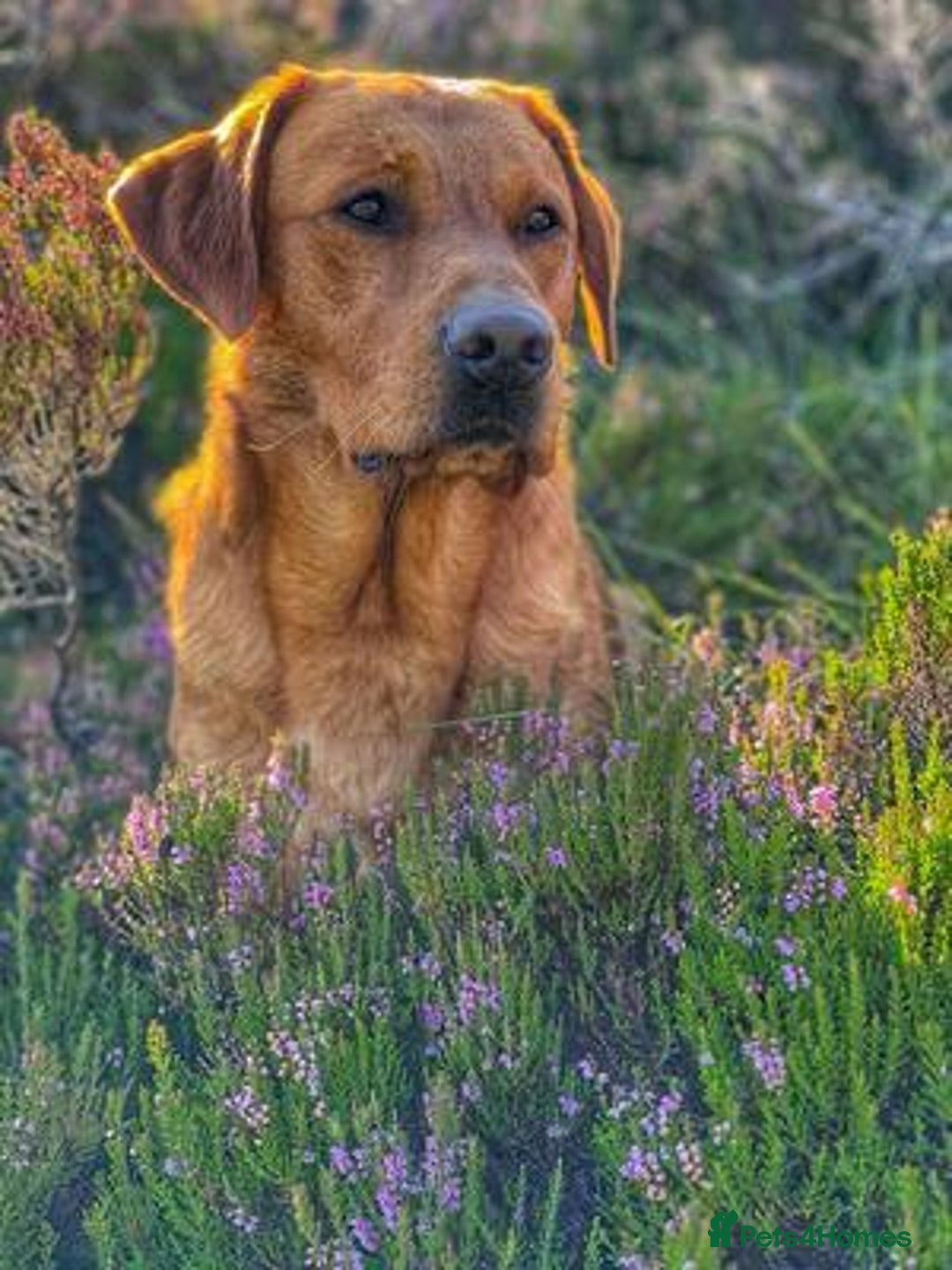 Labrador Retriever dogs for sale: Fox Red Labrador pups - Image 2