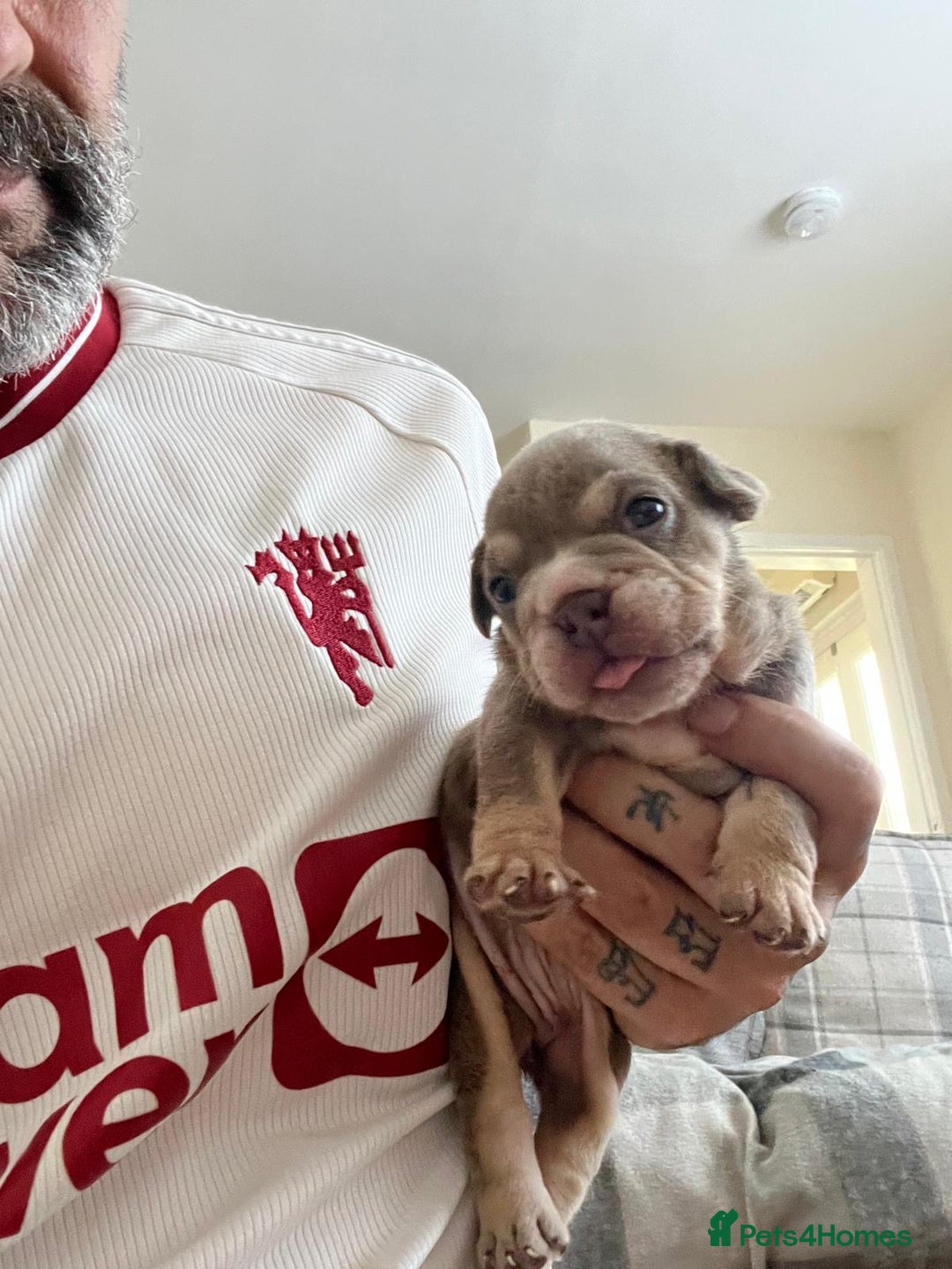 English Bulldog dogs for sale: English Bulldogs  - Image 28