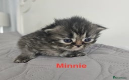 Persian cats for sale: Gorgeous litter of 6 PKD Negative Persian kittens - Image 13