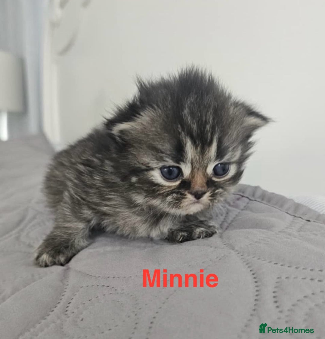 Persian cats for sale: Gorgeous litter of 6 PKD Negative Persian kittens - Image 13
