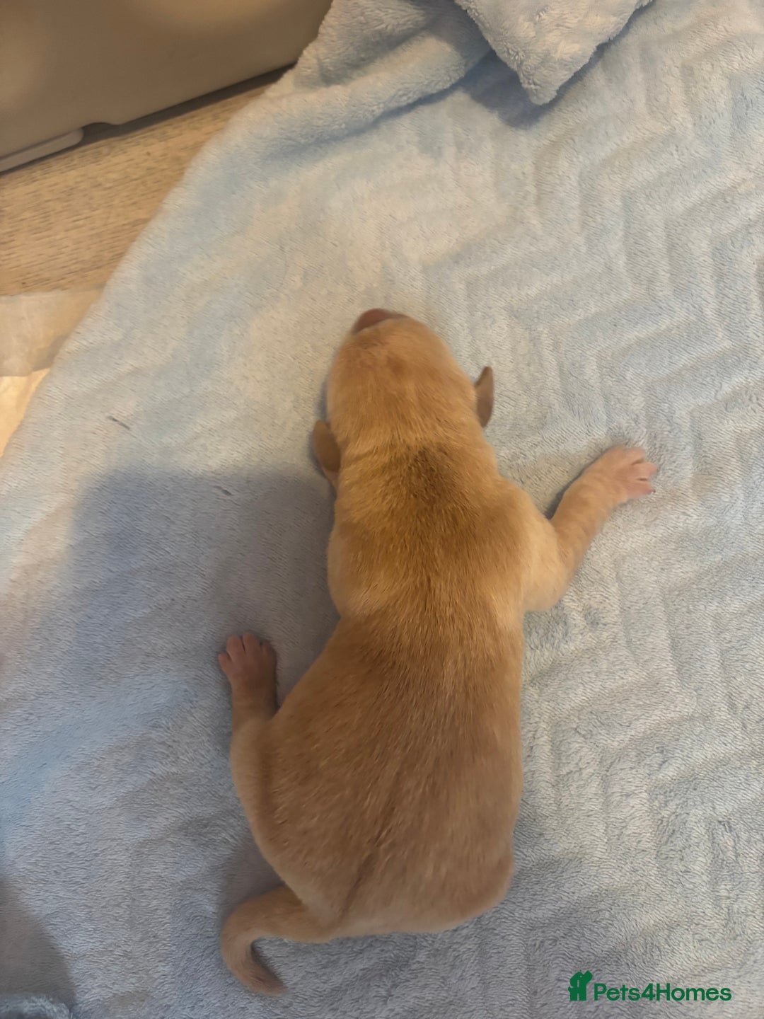 Labrador Retriever dogs for sale:  Labrador puppies - Image 13