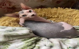 Sphynx cats for sale: 4 Beautiful sphynx kittens available - Image 10