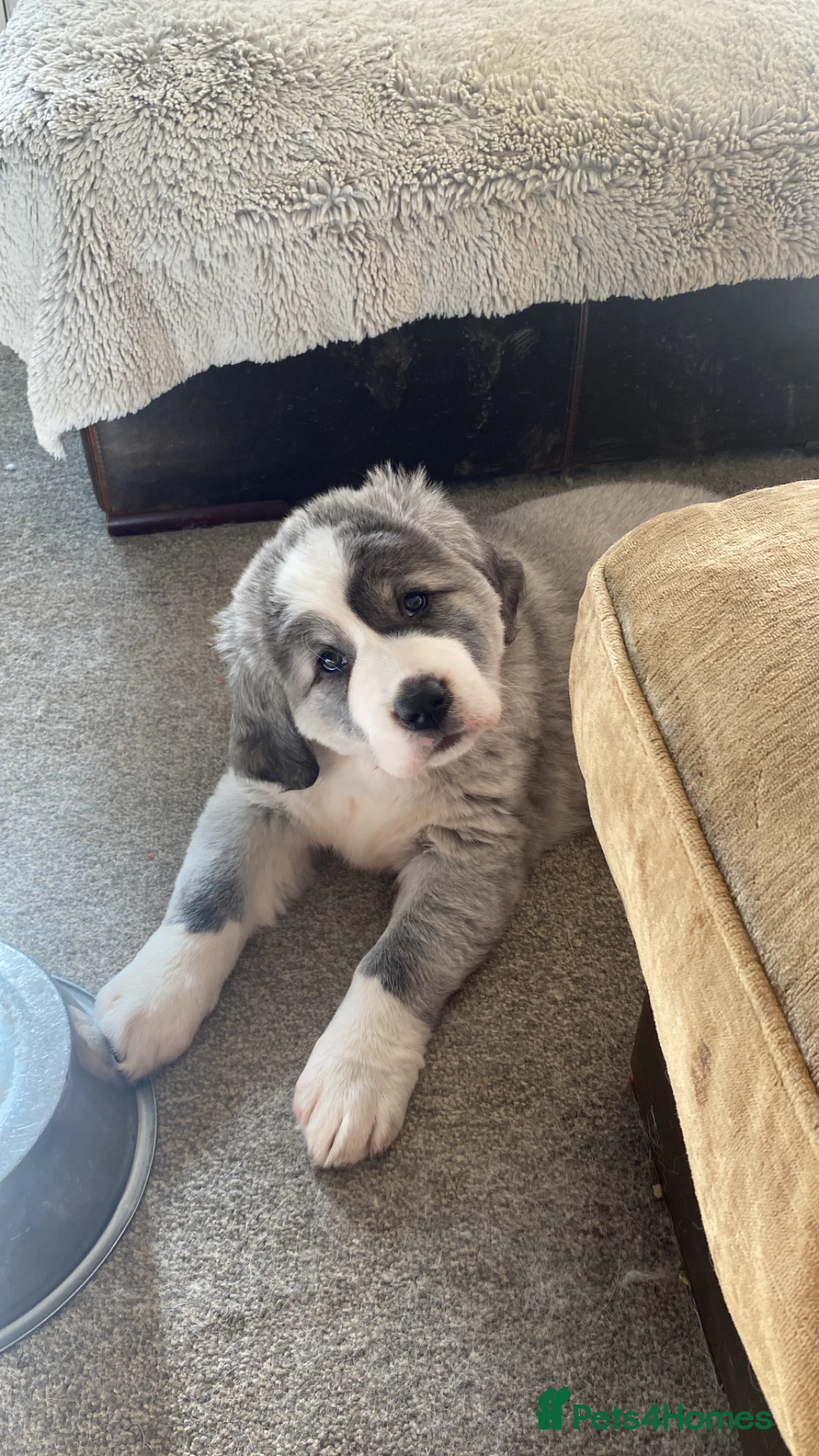 Central Asian Shepherd dogs for sale: Central Asian bitch  - Advert 1