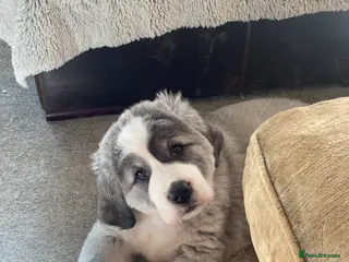 Central Asian Shepherd dogs Central Asian bitch - Advert 3