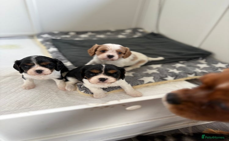 Cavalier King Charles Spaniel dogs in Heathfield - Advert 3