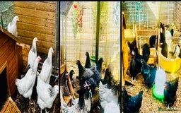 Chickens poultry for sale: Point of Lay Chickens - AVAILABLE NOW - Image 1