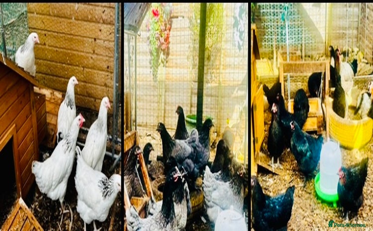 Chickens poultry - Advert 1