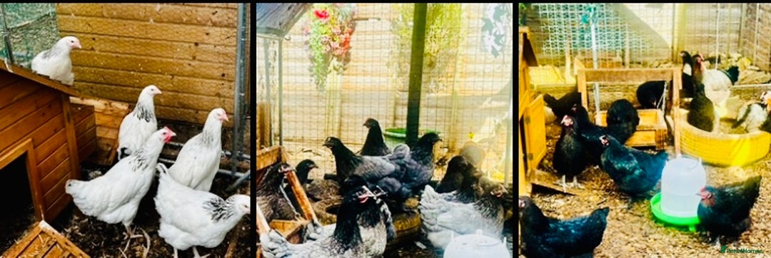 Chickens poultry for sale: Point of Lay Chickens - AVAILABLE NOW - Image 1