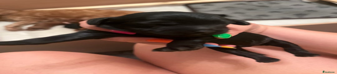 Rascal