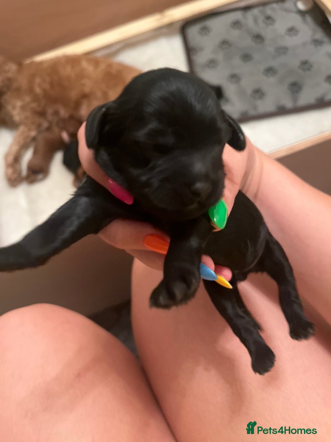Cavapoo dogs for sale: Cute cavas for best homes only!  - Image 11