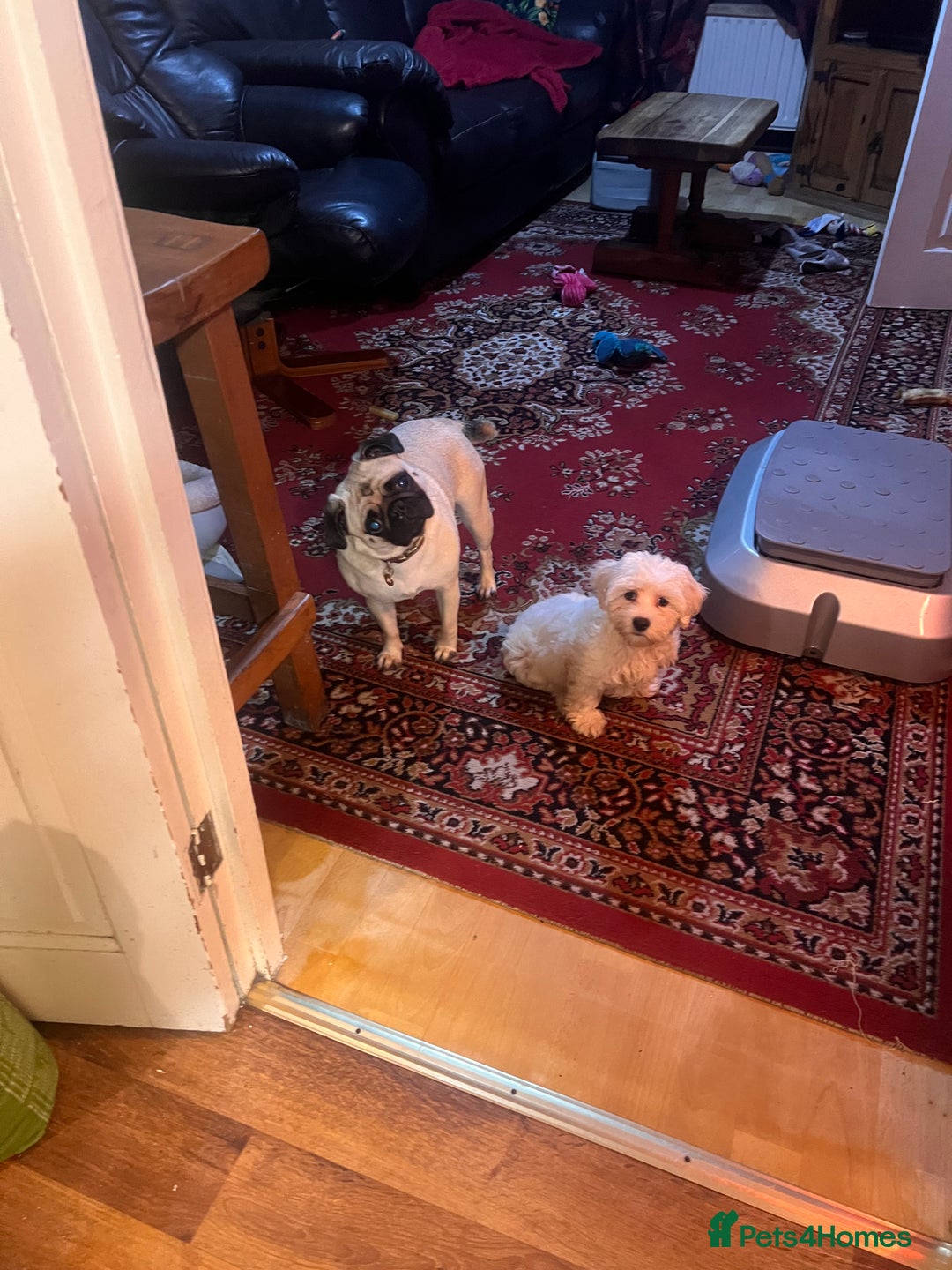 Pug dogs for sale: Lovely female pug  - Image 5