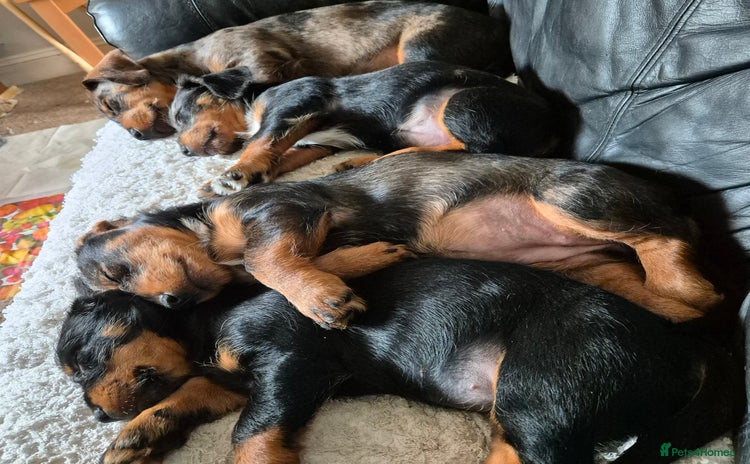 Mixed Breed dogs - Advert 10