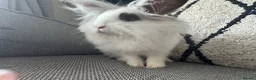 Lionhead rabbits for sale: Gorgeous female lion head rabbit  - Advert 4