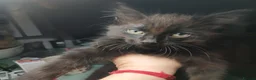 Mixed Breed cats for sale: Male and Female  in London - Advert 3