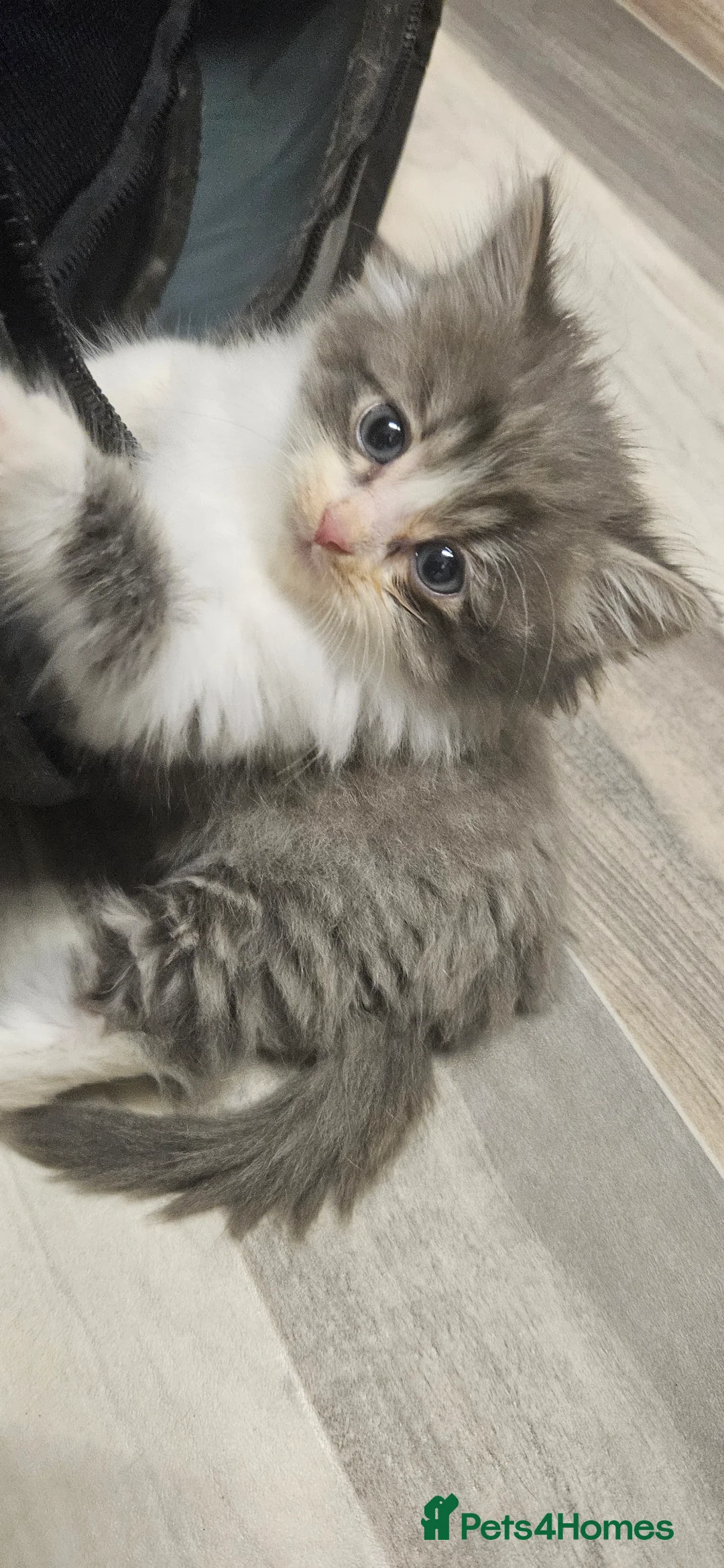 Mixed Breed cats for sale: Munchkin Kittens ready for their forever home - Advert 9