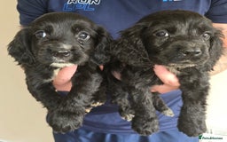 Cocker Spaniel dogs for sale: Cocker Spaniel puppies  - Image 2