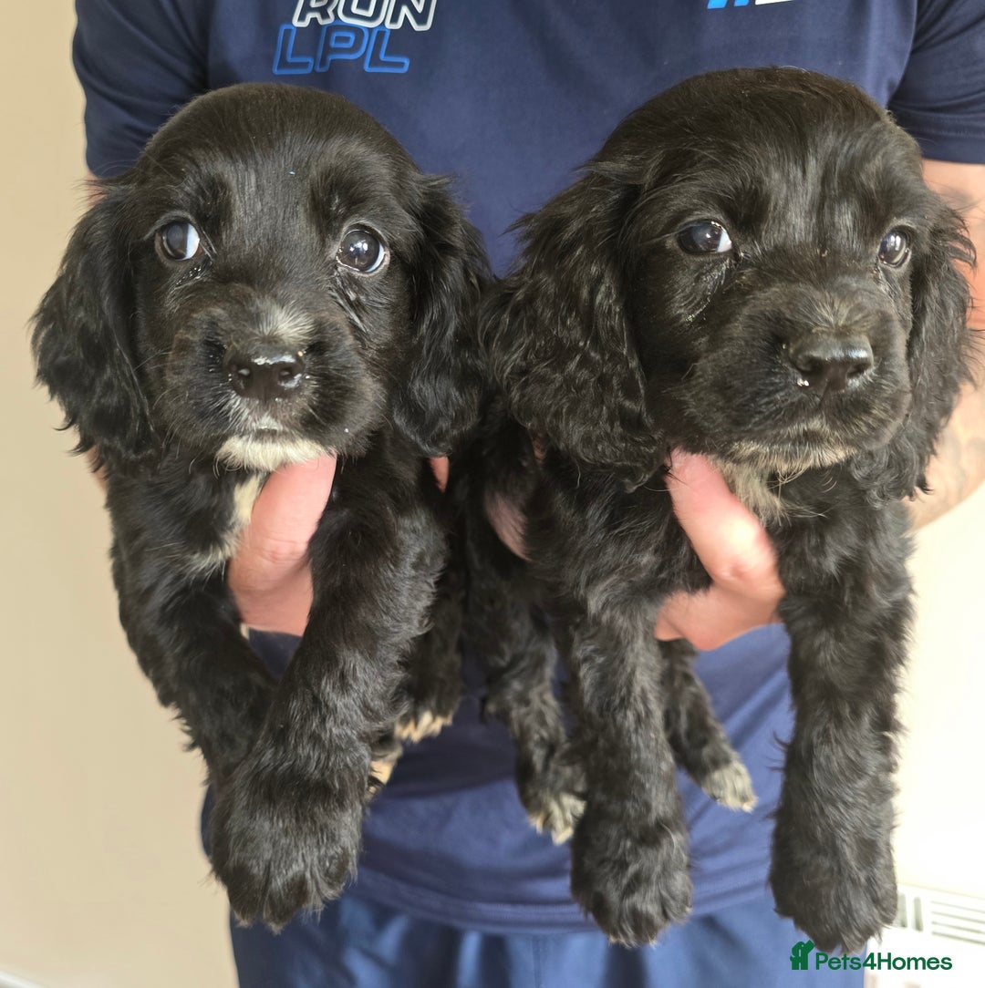Cocker Spaniel dogs for sale: Cocker Spaniel puppies  - Image 2