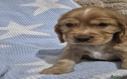 Cocker Spaniel dogs for sale: Health Tested Cocker spaniel puppies  - Advert 16