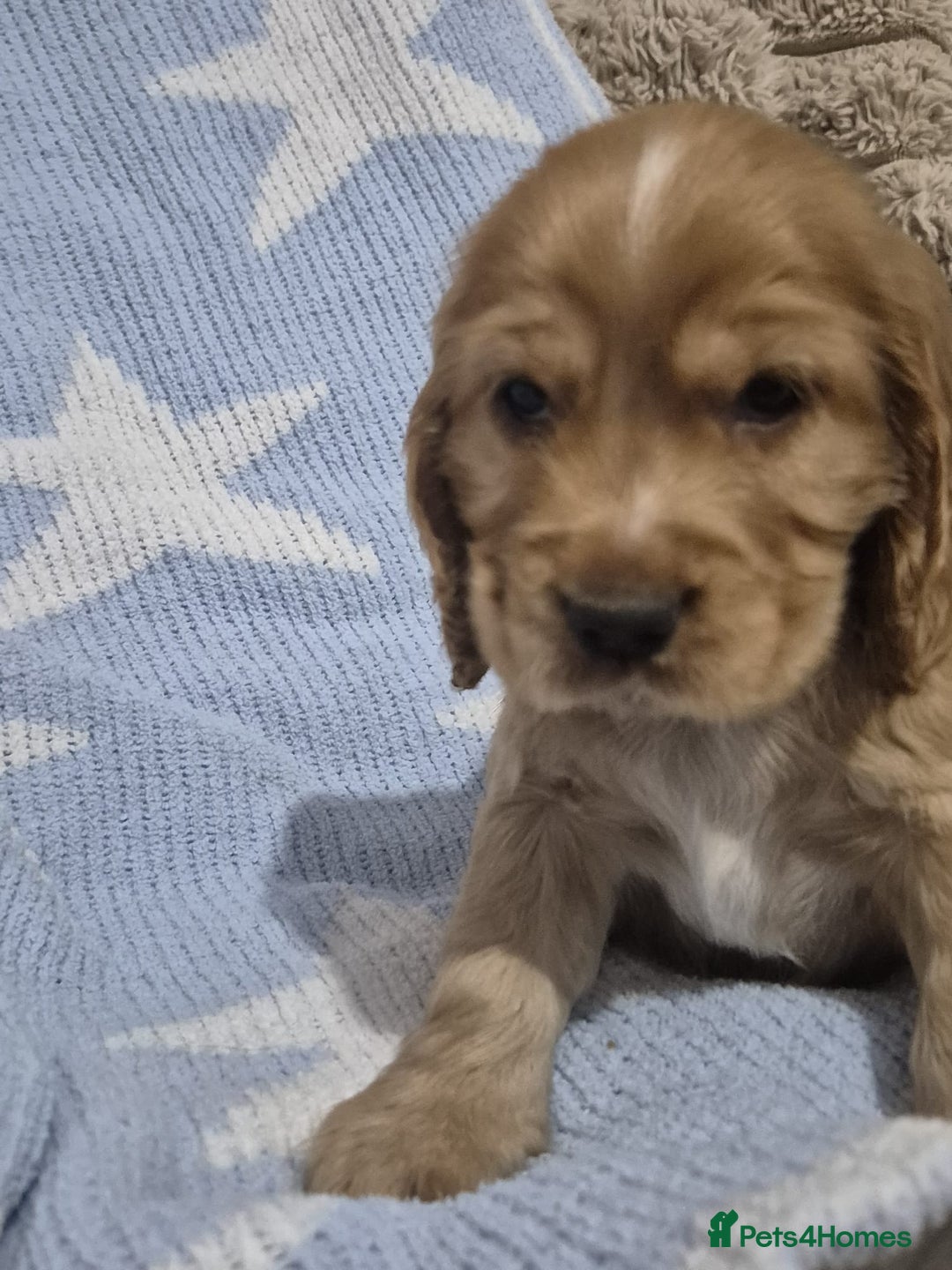 Cocker Spaniel dogs for sale: Health Tested Cocker spaniel puppies  - Advert 16
