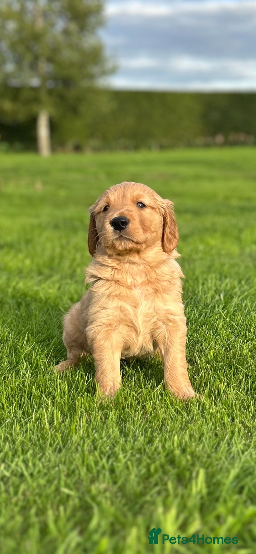 Golden Retriever dogs Very Dark Golden Retriever Puppies  - Advert 1