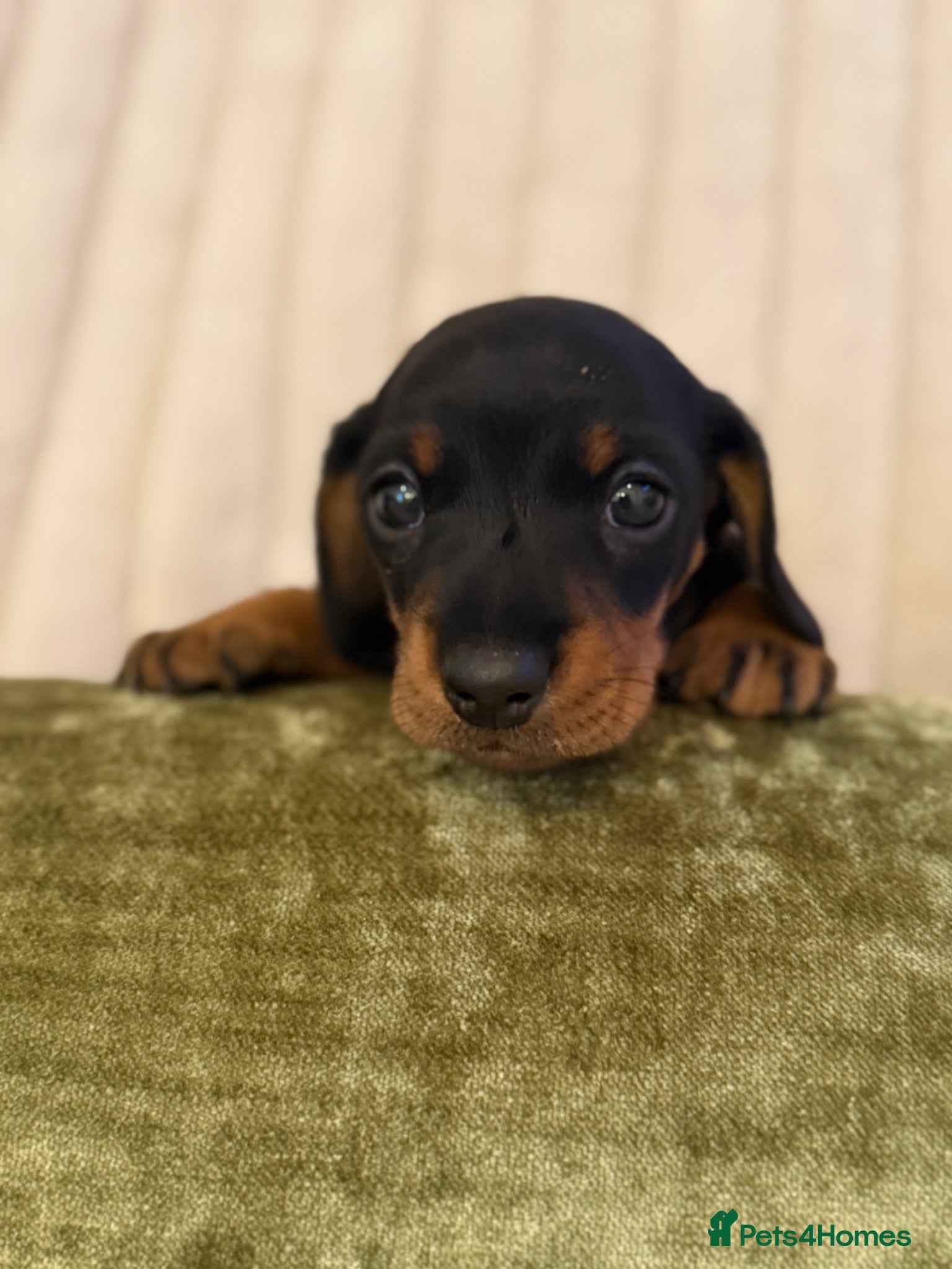 Miniature Dachshund dogs Black & tan miniature dachshund  - Advert 17