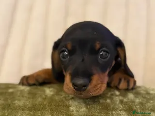 Miniature Dachshund dogs Black & tan miniature dachshund - Advert 17