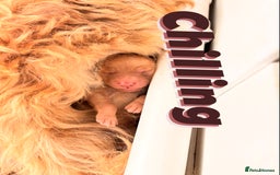 Goldendoodle dogs for sale: GOLDENDOODLE WITH A DIFFERENCE - Image 2