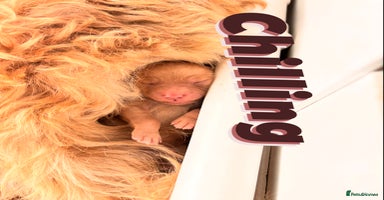 Goldendoodle dogs - Advert 2