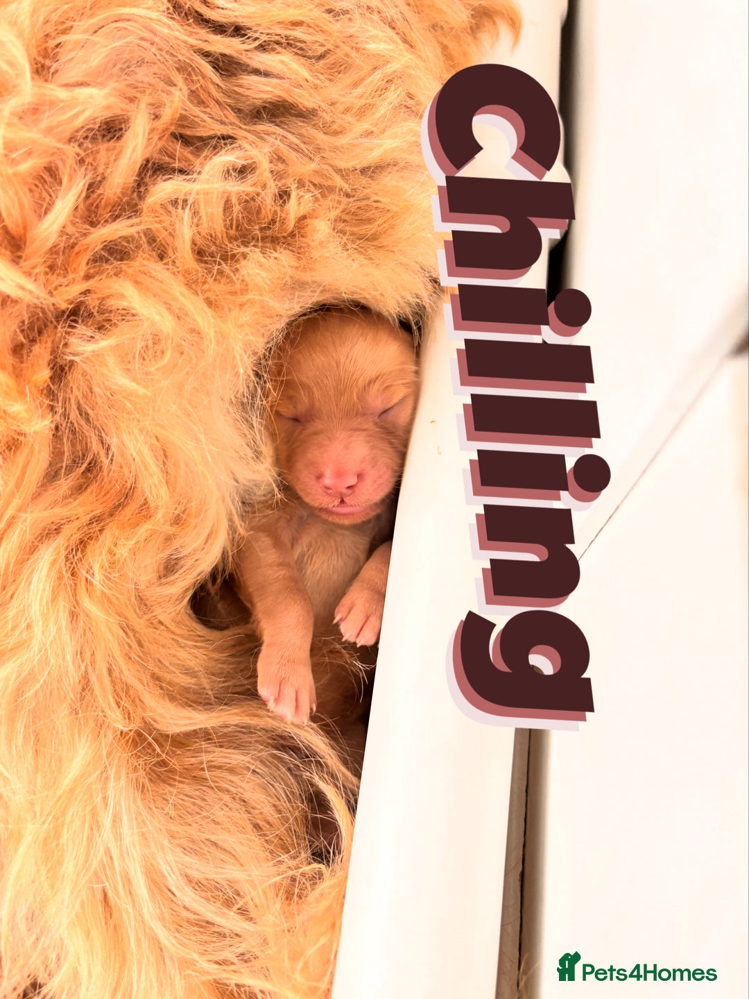 Goldendoodle dogs for sale: GOLDENDOODLE WITH A DIFFERENCE - Image 2