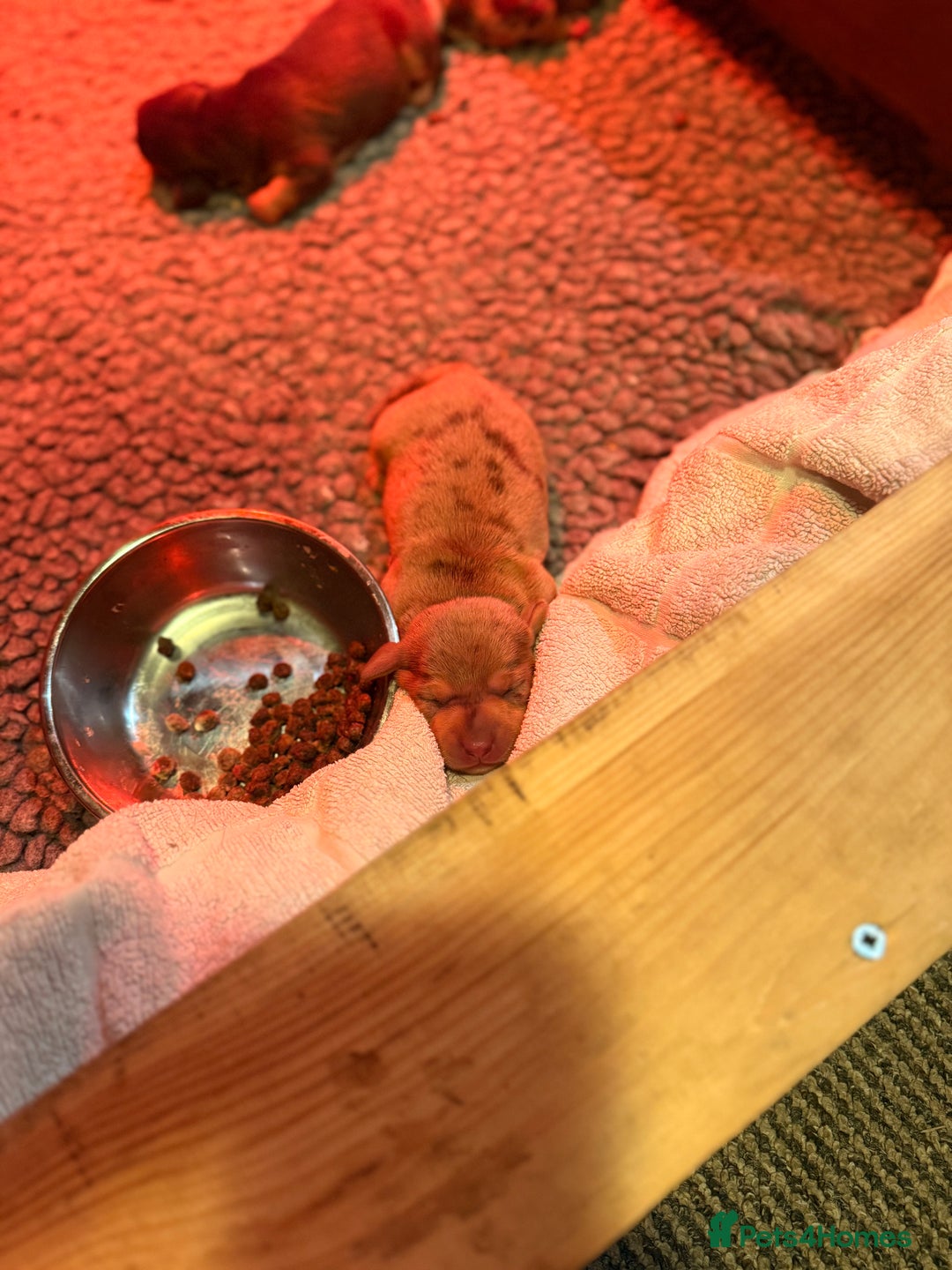 Miniature Dachshund dogs for sale: 3 Miniture dachshunds for sale  - Image 8