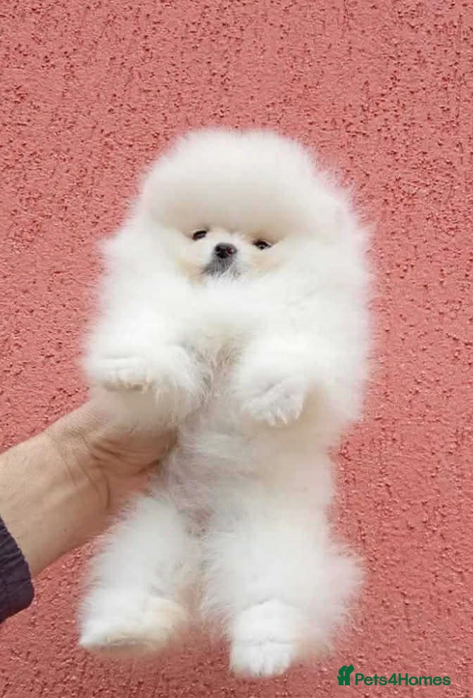 Chow Chow dogs Pomeranian puppy - Advert 12