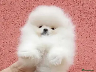 Chow Chow dogs Pomeranian puppy - Advert 12