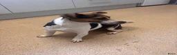 Jack Russell dogs for sale: Jack russel girl - Advert 4
