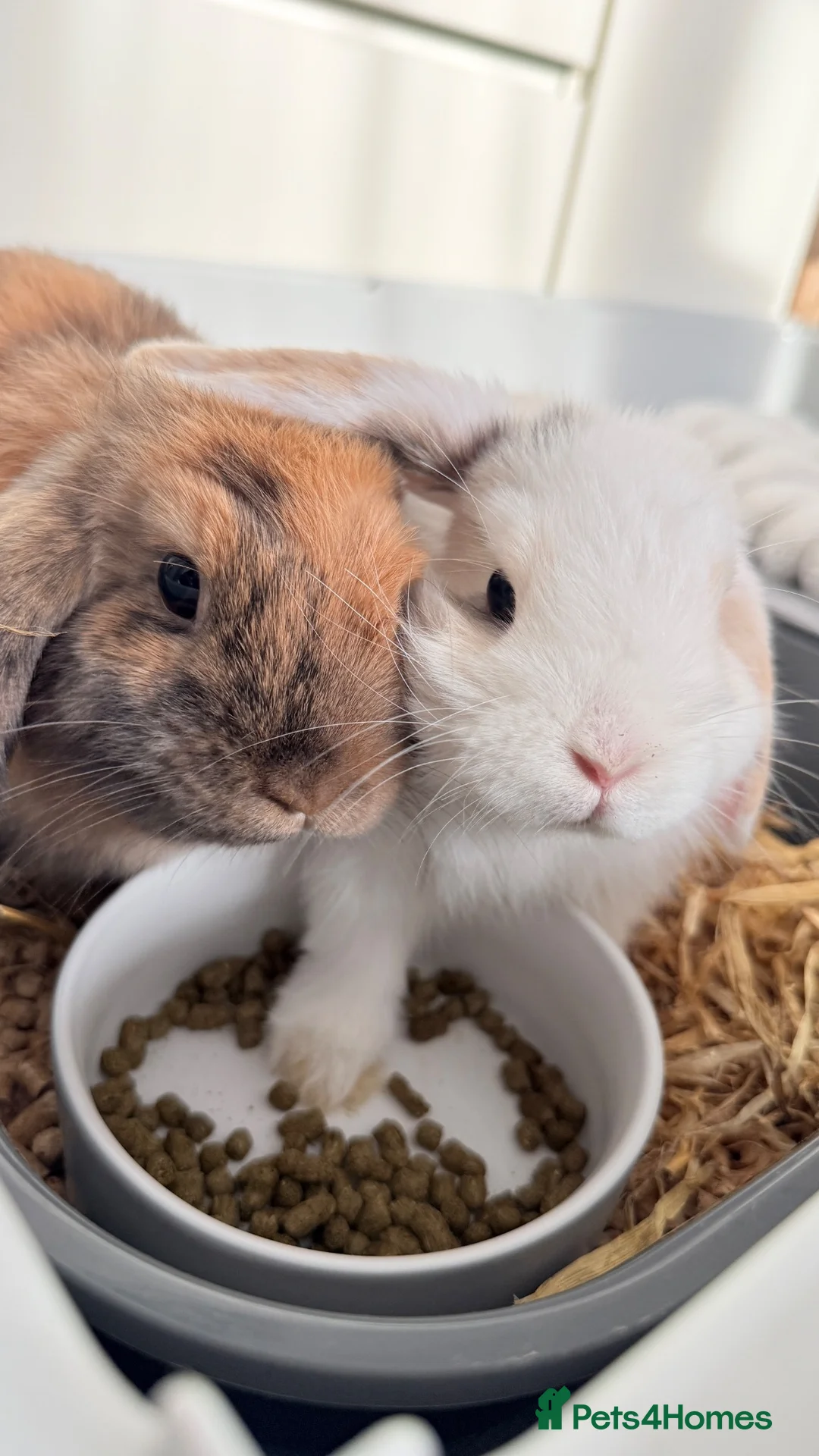 Mini Lop rabbits for sale: 2 mini lop male  in Wisbech - Advert 20